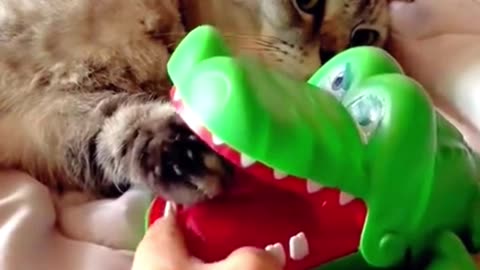 Play with your cat