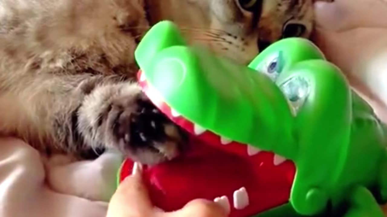 Play with your cat