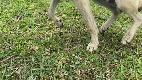 Cautious Pup Still Craves Love