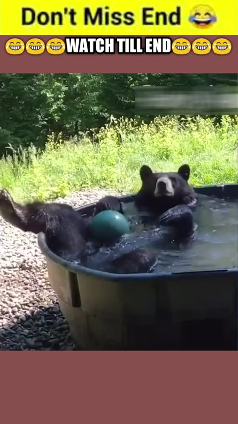 04. Laugh Out Loud with Hilarious Pets A Paw-some Adventure!