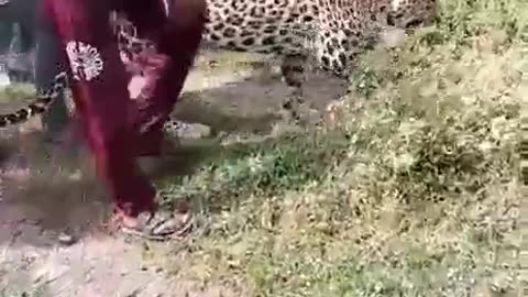 Tiger Enter in Village Funny Reaction || Full Comedy Entertainment