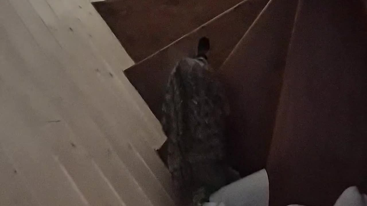 Cat In Cone Of Shame Struggles With Stairs