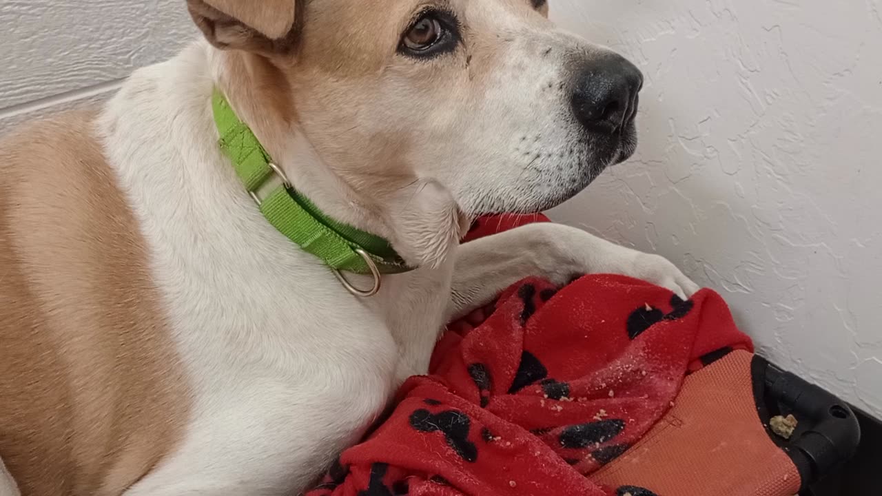 Cherry 9y A571988@TRN, fostered lookin 4 adoptive home Loves snacks Lovely eye-contact 2day202581751