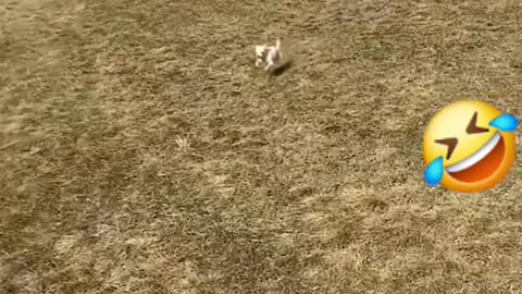 Funny Animal