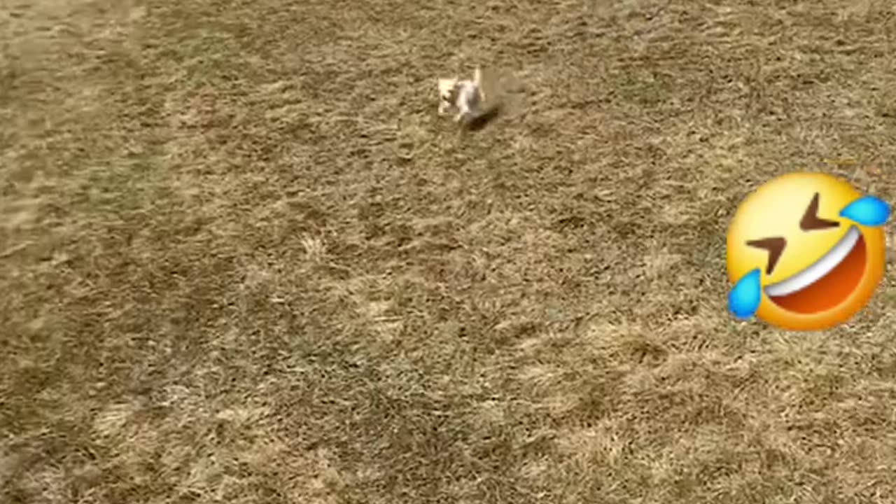 Funny Animal