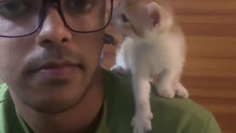 Kitten Looking at Its Human With Love