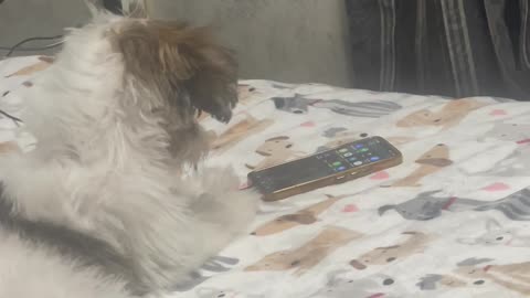 Trained the Dog to Go Through His Phone