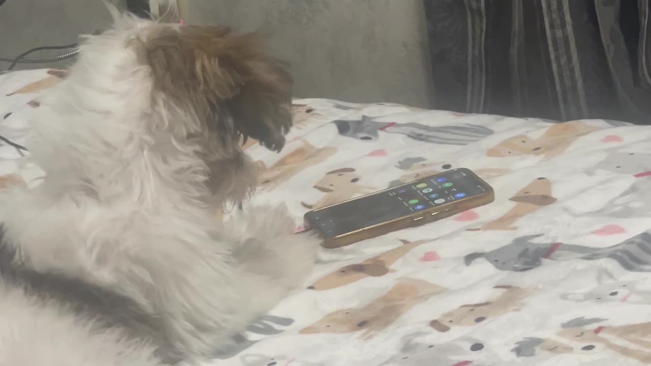 Trained the Dog to Go Through His Phone