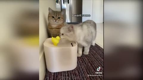 Funny cats animals