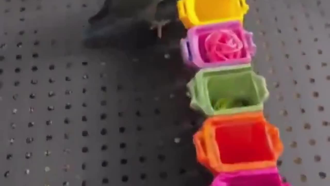 Smart bird.. 👌