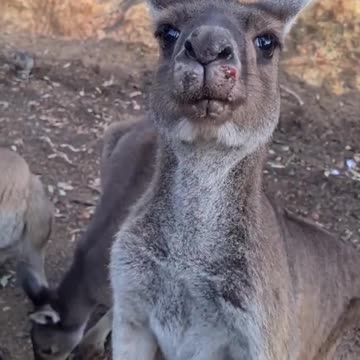 Kangaroo diaries only in Australia 🇦🇺