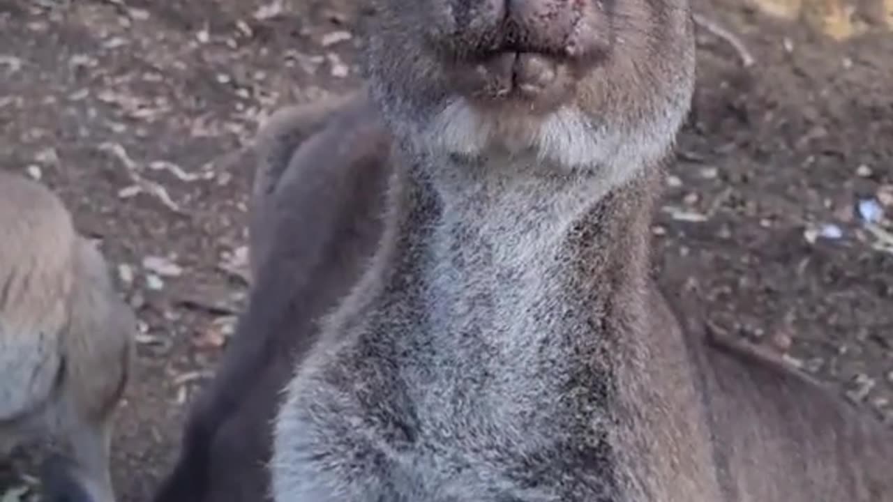 Kangaroo diaries only in Australia 🇦🇺
