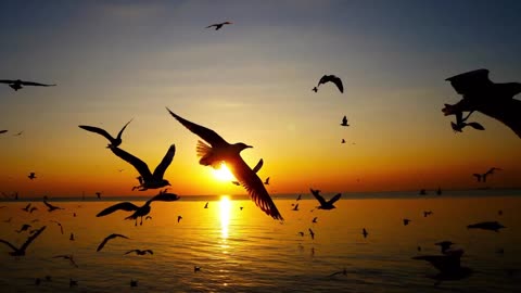 “غروب ساحر ورفرفة سلام 🕊️