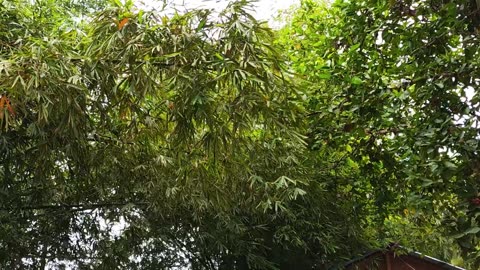 Strong Wind Through the Leaves | Nature’s Power & Beauty