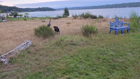 Happy dogs playing