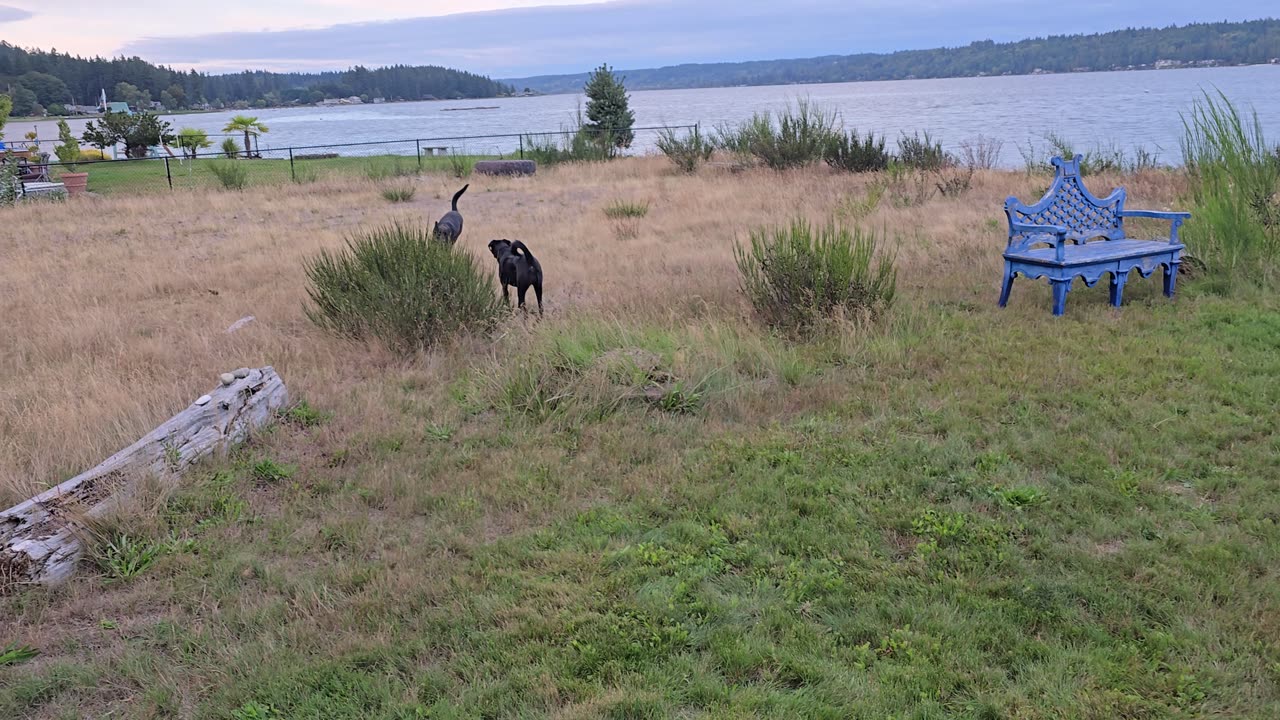 Happy dogs playing