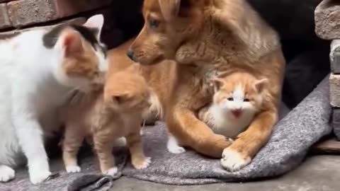 cats and dog