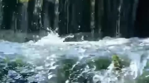 Relaxing Water Sounds for Stressed Birds – Soothing Nature Ambience