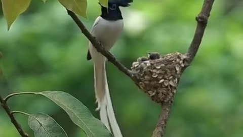 Environment natur