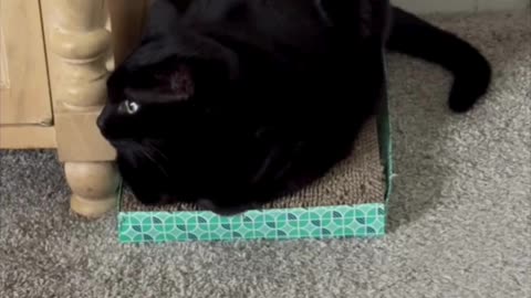 Cute Precious Piper Holds Very Still While Watching - Adopting a Cat from a Shelter Vlog #shorts