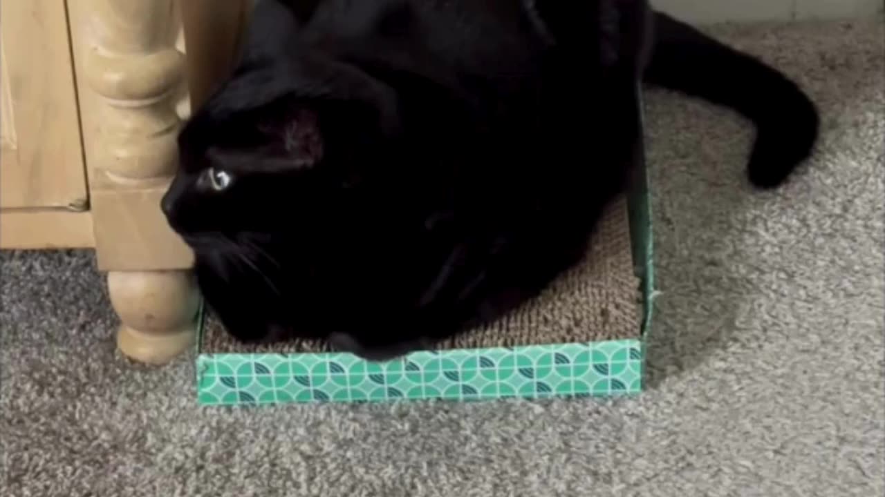 Cute Precious Piper Holds Very Still While Watching - Adopting a Cat from a Shelter Vlog #shorts