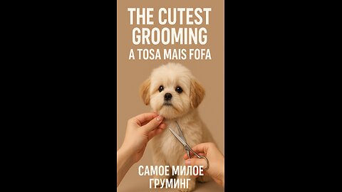 The Cutest Grooming in the World 🐶✂️ | You'll Fall in Love!