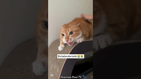 Pets Who Woke Up and Chose Comedy!