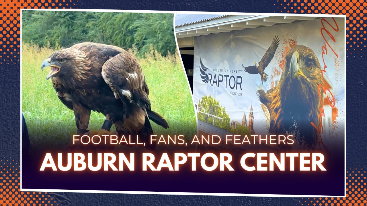 Auburn Raptor Center Bird Show | What It's Like to Attend!