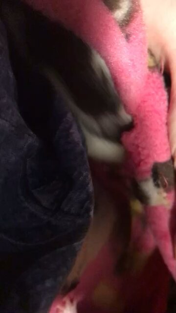 Enid and Wednesday Baby Fancy Rats Video