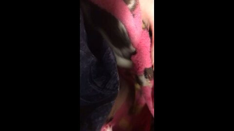 Enid and Wednesday Baby Fancy Rats Video