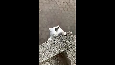 cat rescue
