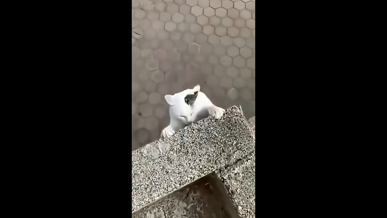 cat rescue