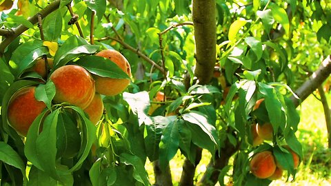 When Are Georgia Peaches in Season?