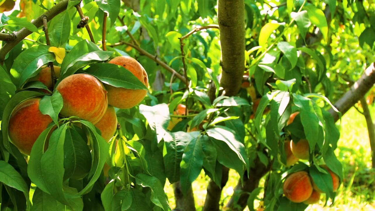 When Are Georgia Peaches in Season?
