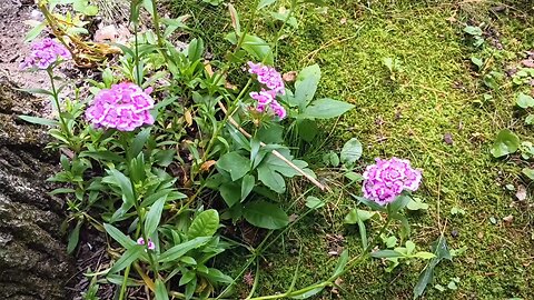 Sweet William