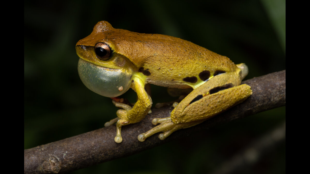 amazing Frog
