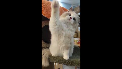 # Regdoll cats are really sweet
