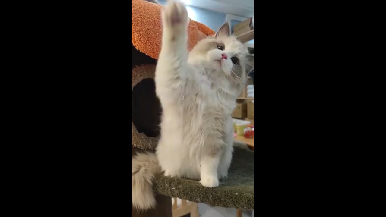 # Regdoll cats are really sweet