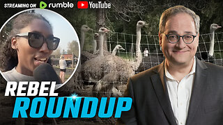 Ostrich cull imminent, Rebel on the ground | Rebel Roundup