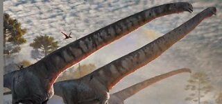 Long neck dinosaur