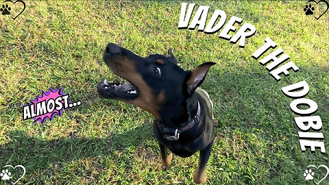 Doberman Yard Dash: Vader’s Sneaky Ball Trick! Part 1 of 2 🐶🎾