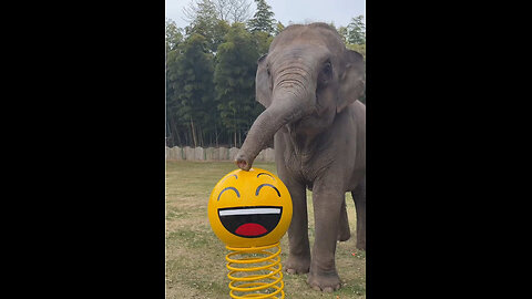 Hilarious Elephants 🐘