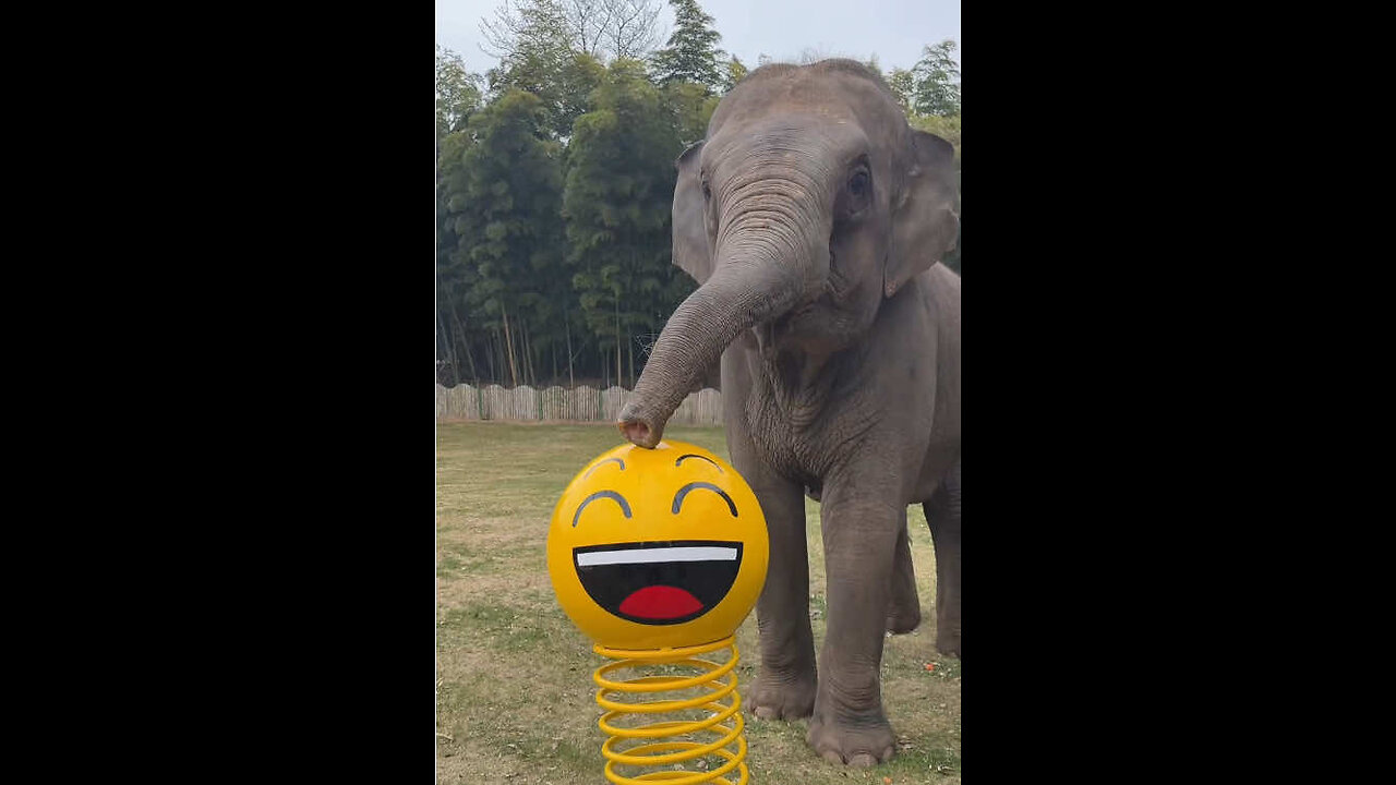 Hilarious Elephants 🐘