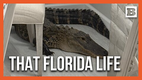 "He’s Got the Chair!” Florida Resident’s Dining Room Turns into Gator Wrestling Ring