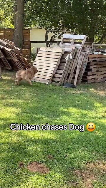 Chicken chases Dog