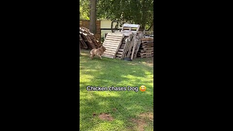 Chicken chases Dog