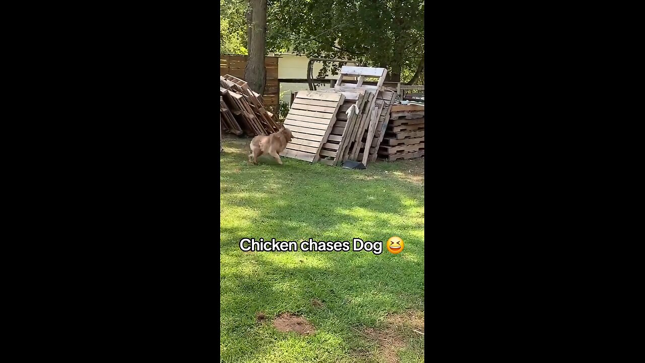 Chicken chases Dog