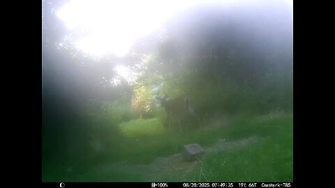 Deer Cam 08 20 2025 Buck In Early Morning Fog. Game Cam Trail Cam