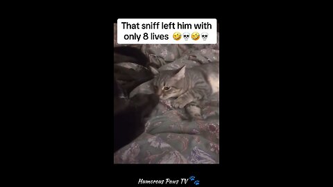 Funny animals 2024😂- Funniest Cats and Dogs Video😹🐶 #39