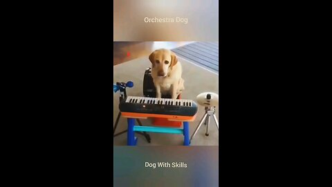 Orchestra Dog